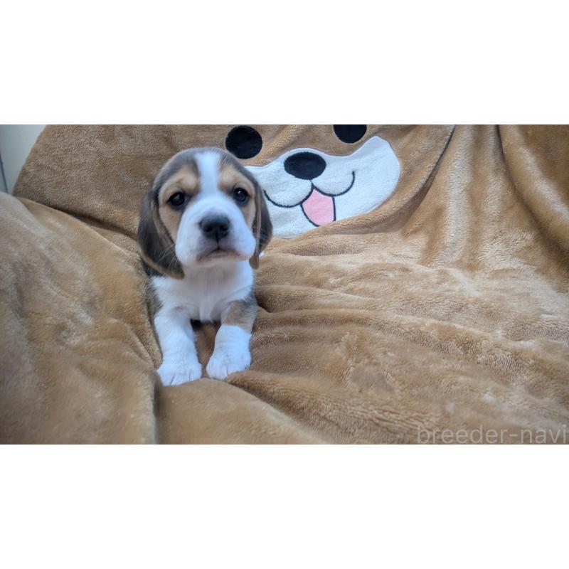 成約済の熊本県のビーグル-440795の3枚目