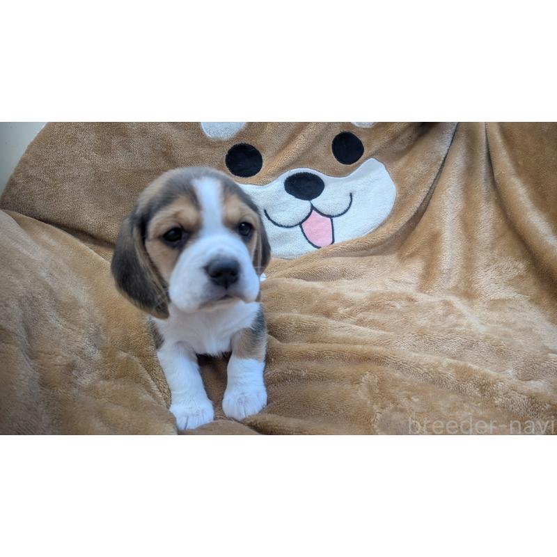 成約済の熊本県のビーグル-440795の2枚目