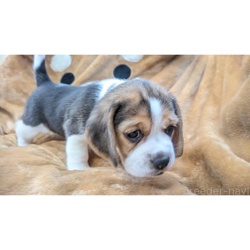 成約済の熊本県のビーグル-440794の4枚目