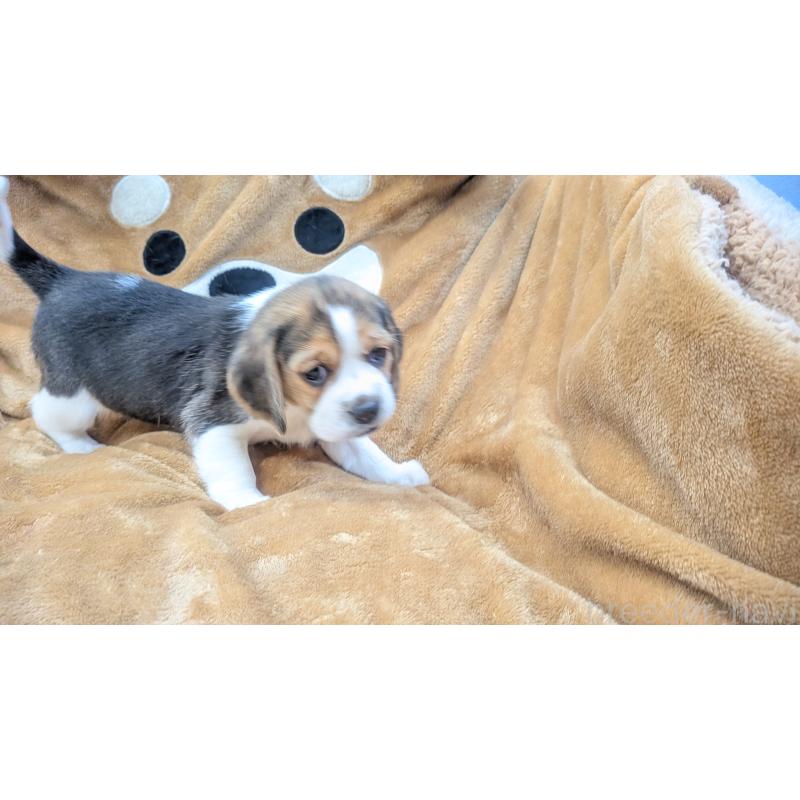 成約済の熊本県のビーグル-440794の3枚目