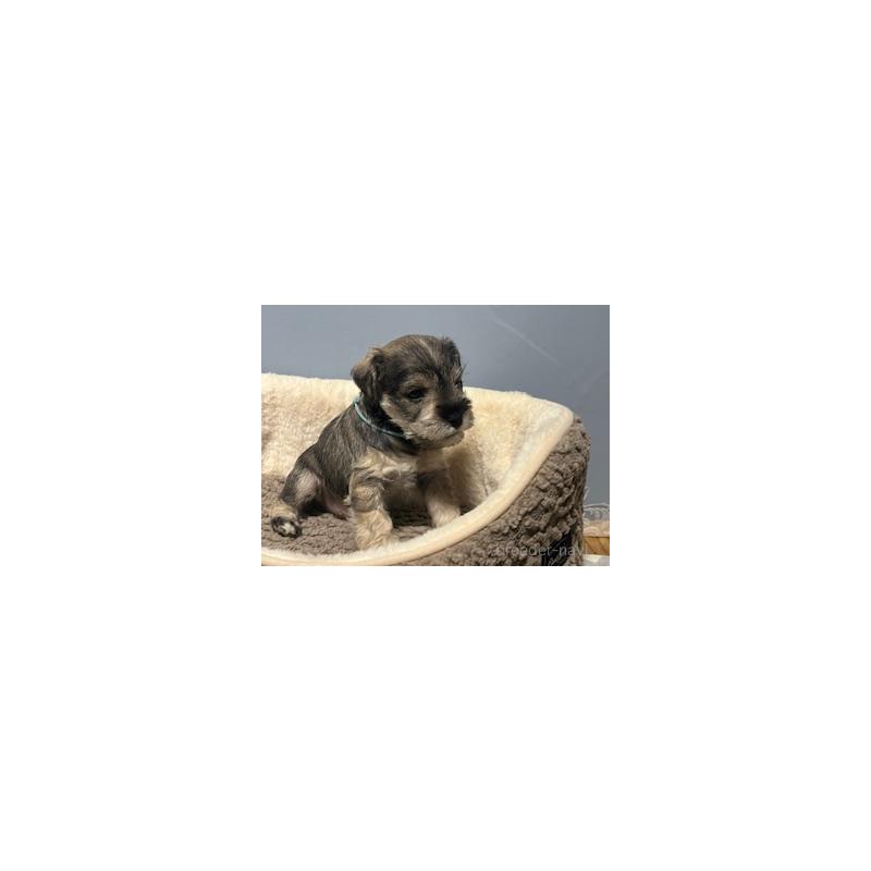 販売中の長崎県のミニチュアシュナウザー-445808の8枚目