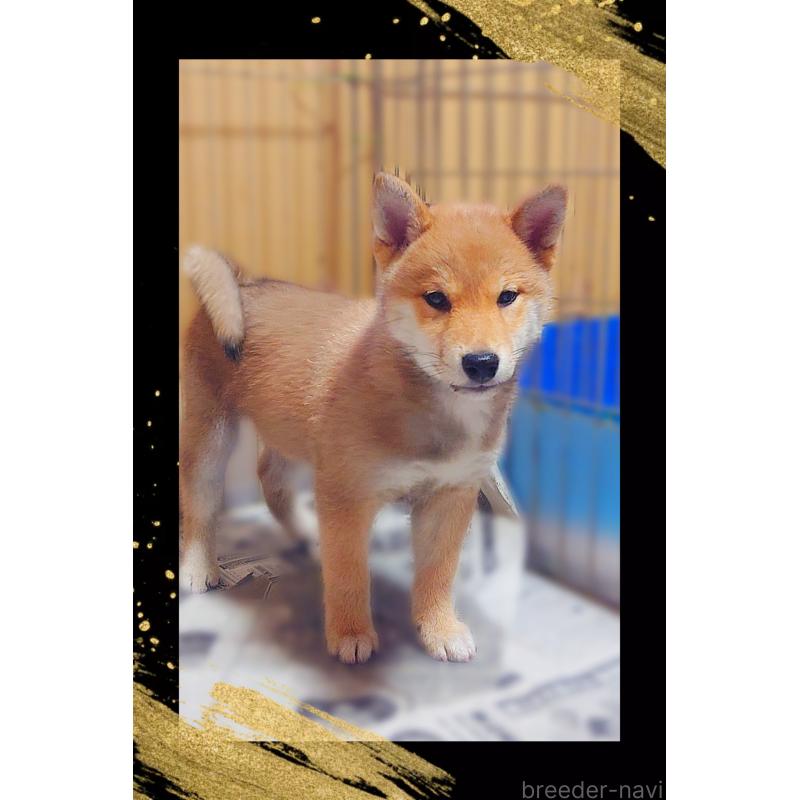 販売中の栃木県の柴犬-435577の5枚目