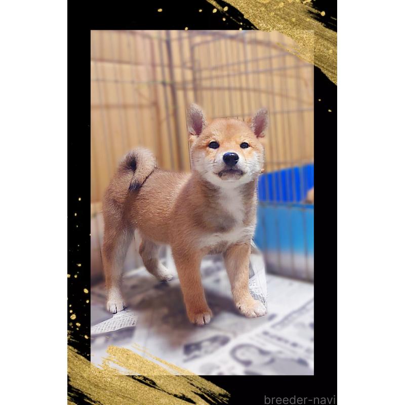 販売中の栃木県の柴犬-435577の4枚目