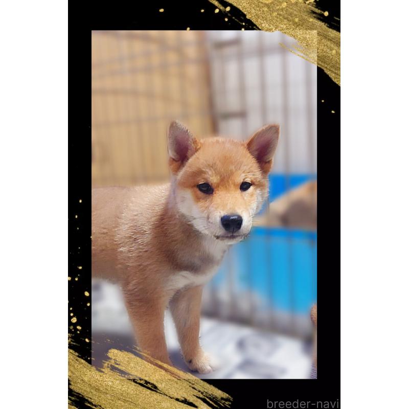 販売中の栃木県の柴犬-435577の3枚目