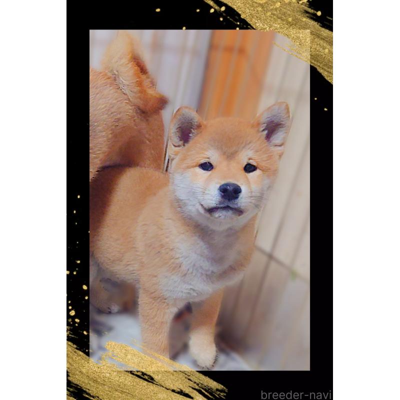 販売中の栃木県の柴犬-435815の3枚目