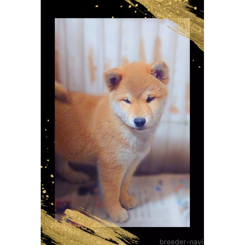 販売中の栃木県の柴犬-435815の2枚目