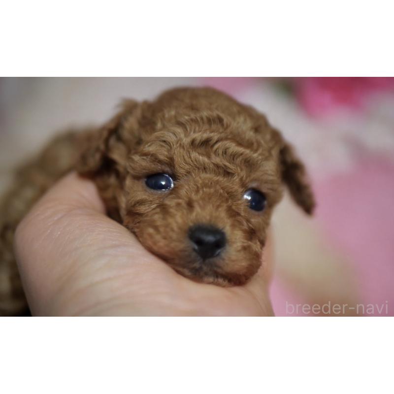 販売中の香川県のトイプードル-444967の6枚目