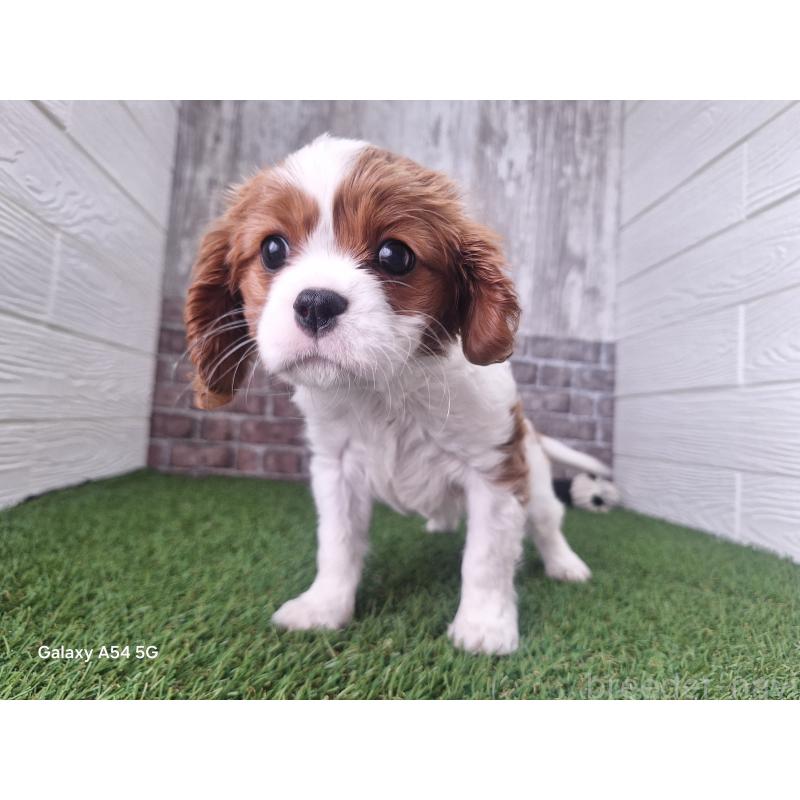 販売中の三重県のキャバリアキングチャールズスパニエル-443293の5枚目