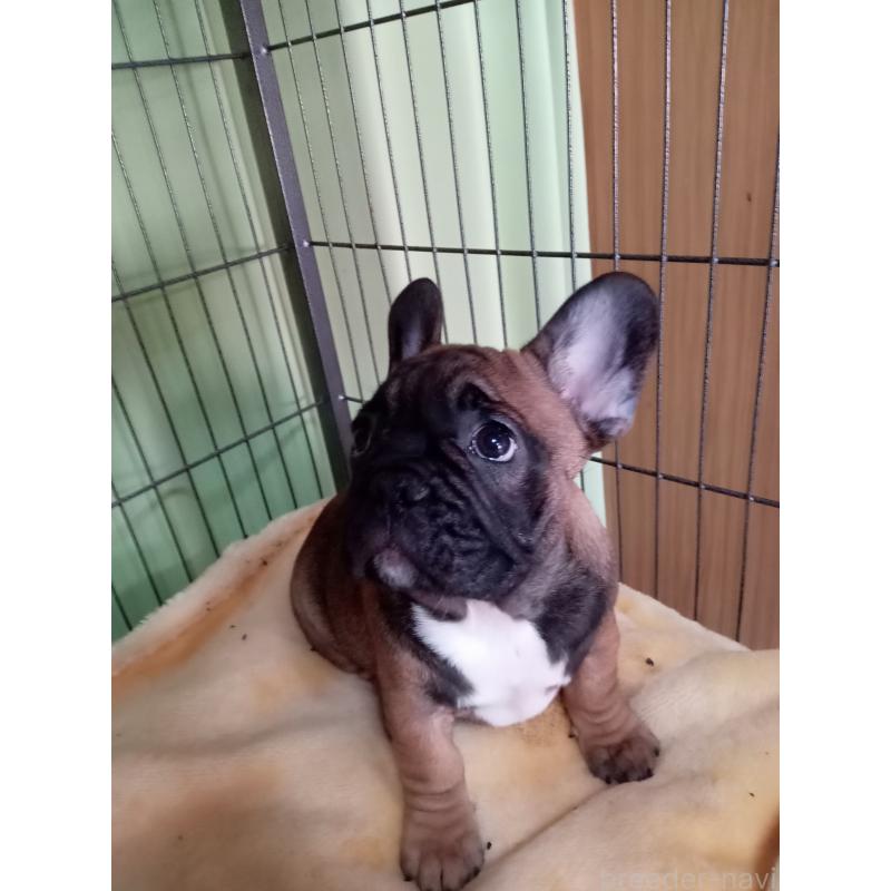 販売中の福岡県のフレンチブルドッグ-432185の4枚目