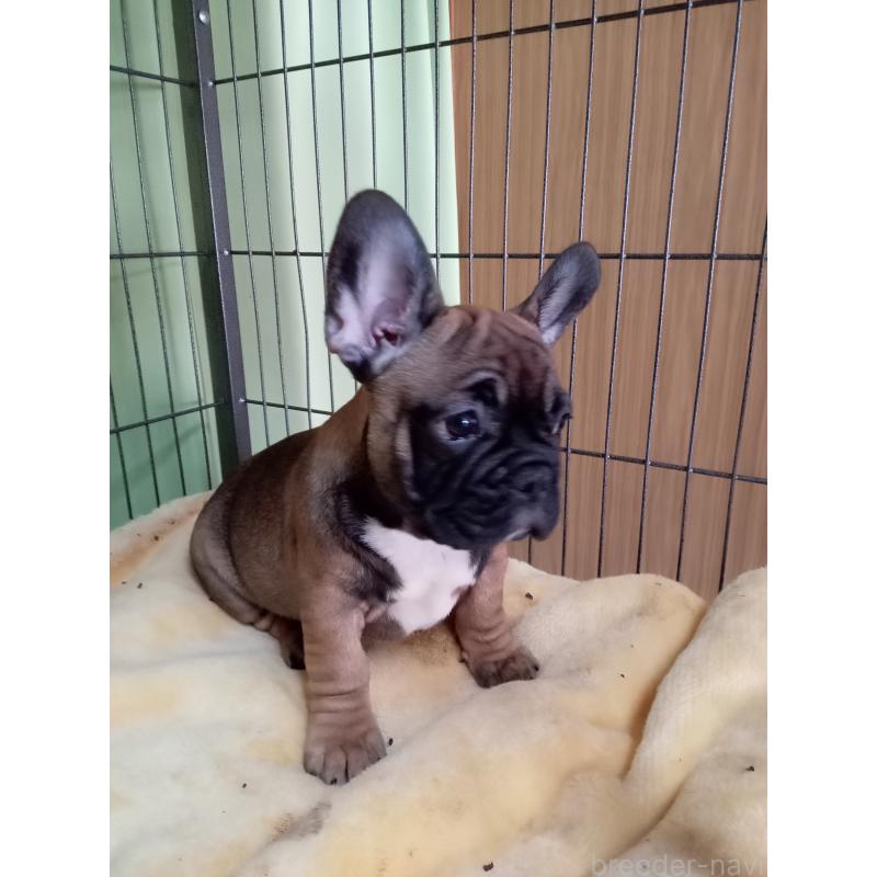 販売中の福岡県のフレンチブルドッグ-432185の3枚目