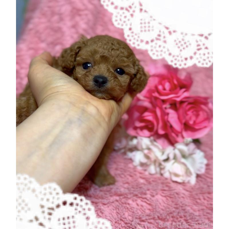 成約済の香川県のタイニープードル-444903の4枚目