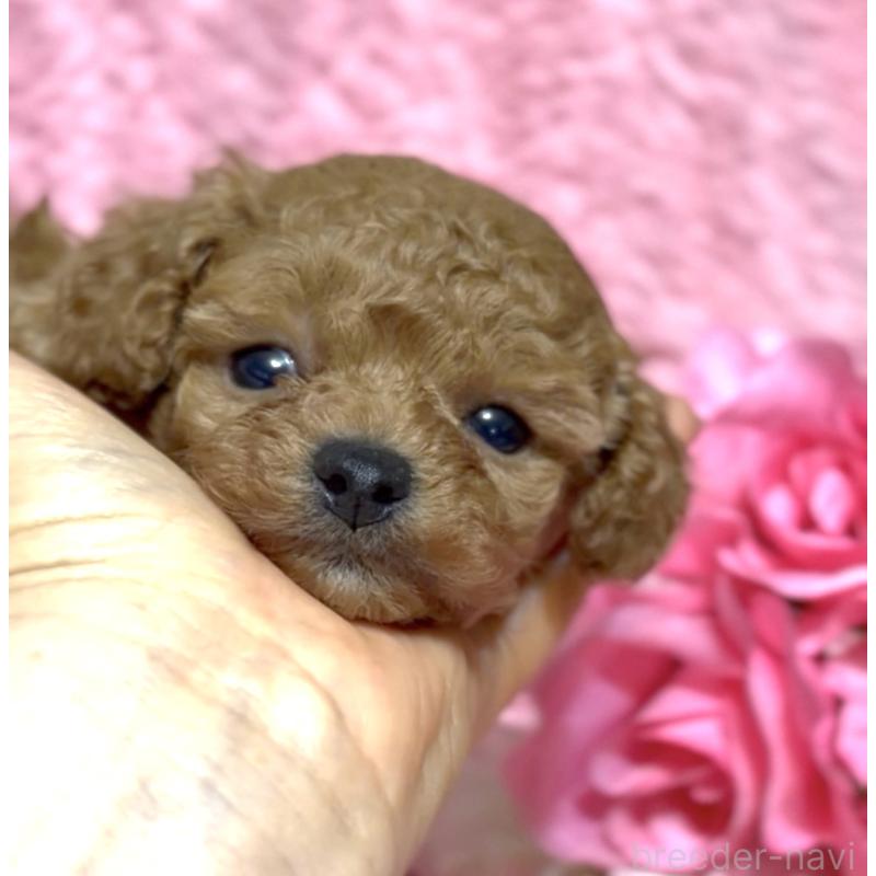 成約済の香川県のタイニープードル-444903の3枚目