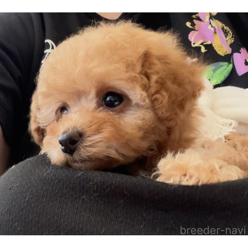 商談中の三重県のティーカッププードル-443261の15枚目