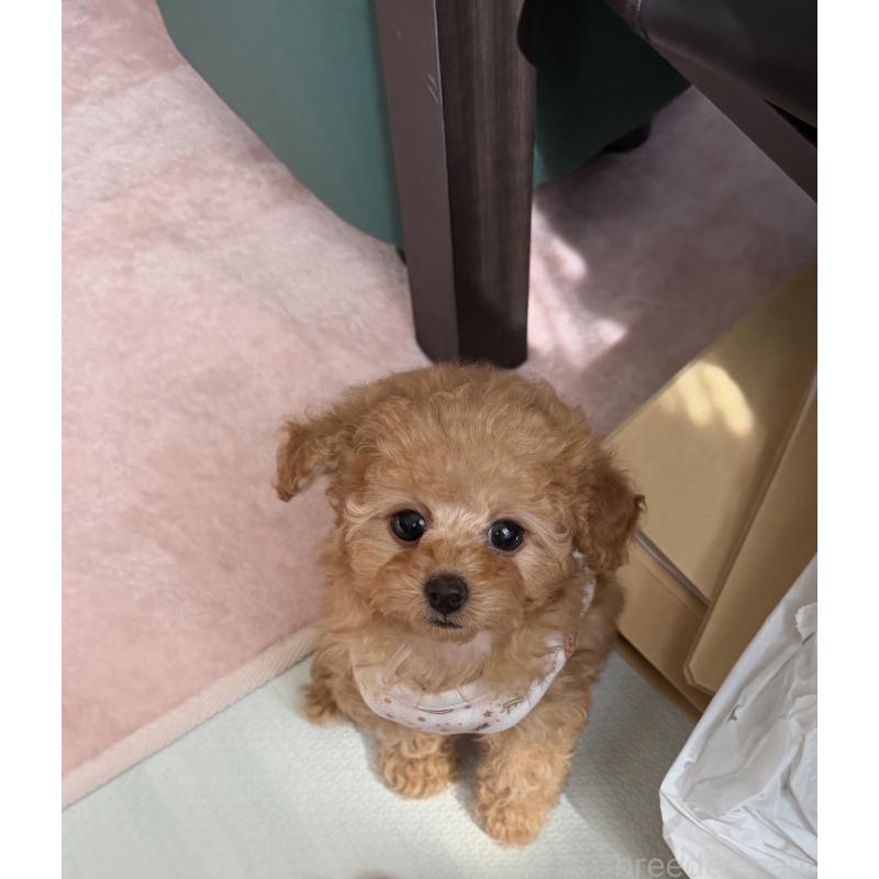 商談中の三重県のティーカッププードル-443261の13枚目