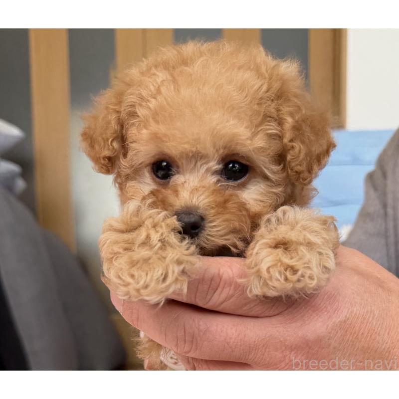 商談中の三重県のティーカッププードル-443261の12枚目