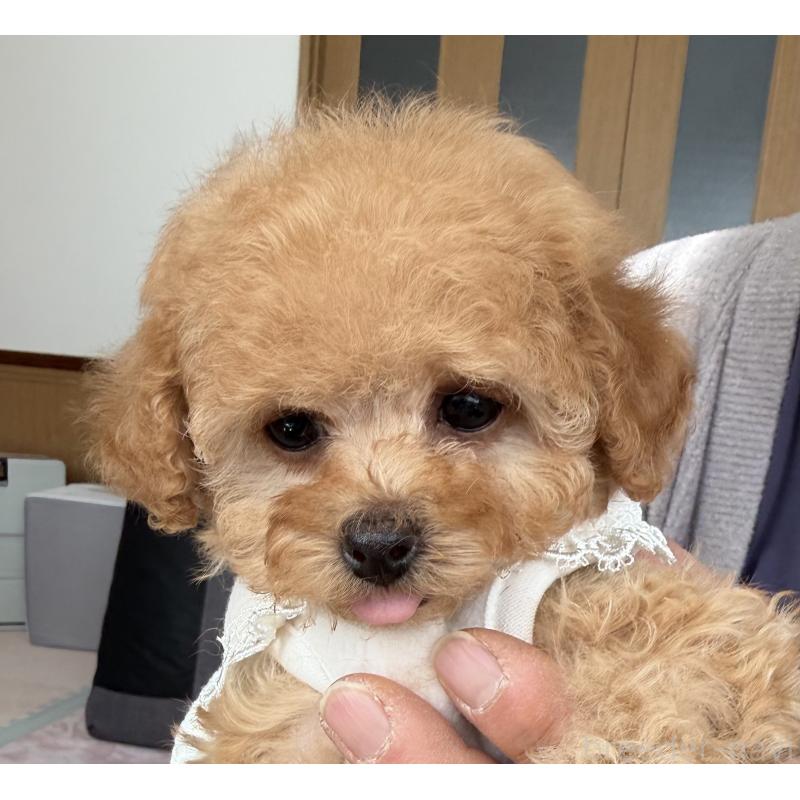 商談中の三重県のティーカッププードル-443261の11枚目