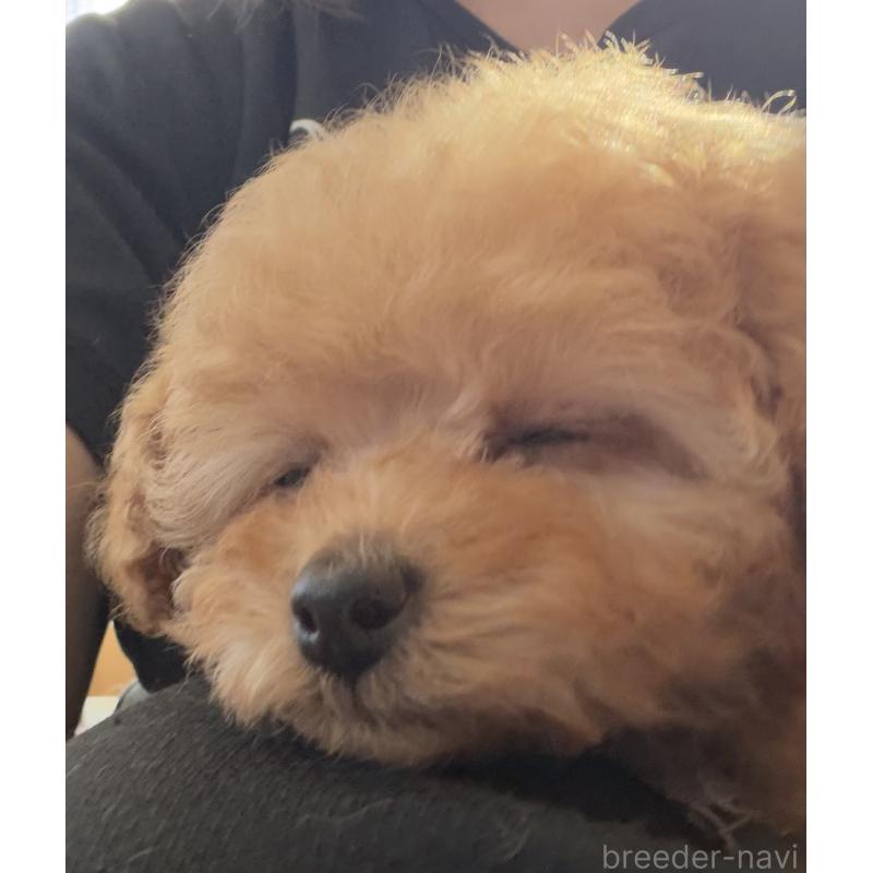 商談中の三重県のティーカッププードル-443261の9枚目