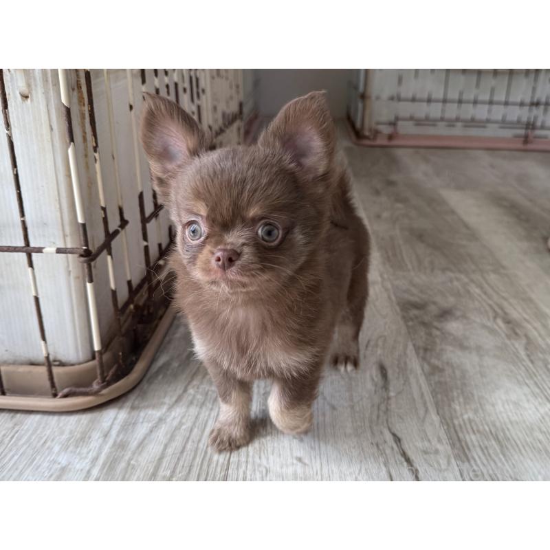 成約済の京都府のチワワ(ロングコート)-447357の4枚目