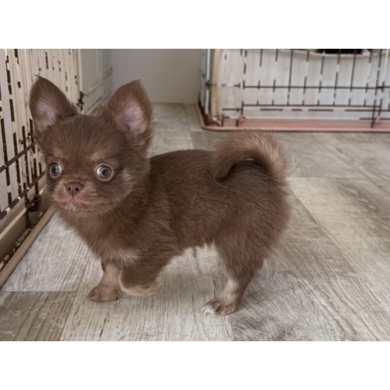 成約済の京都府のチワワ(ロングコート)-447357の3枚目