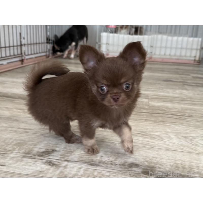 成約済の京都府のチワワ(ロングコート)-447357の2枚目