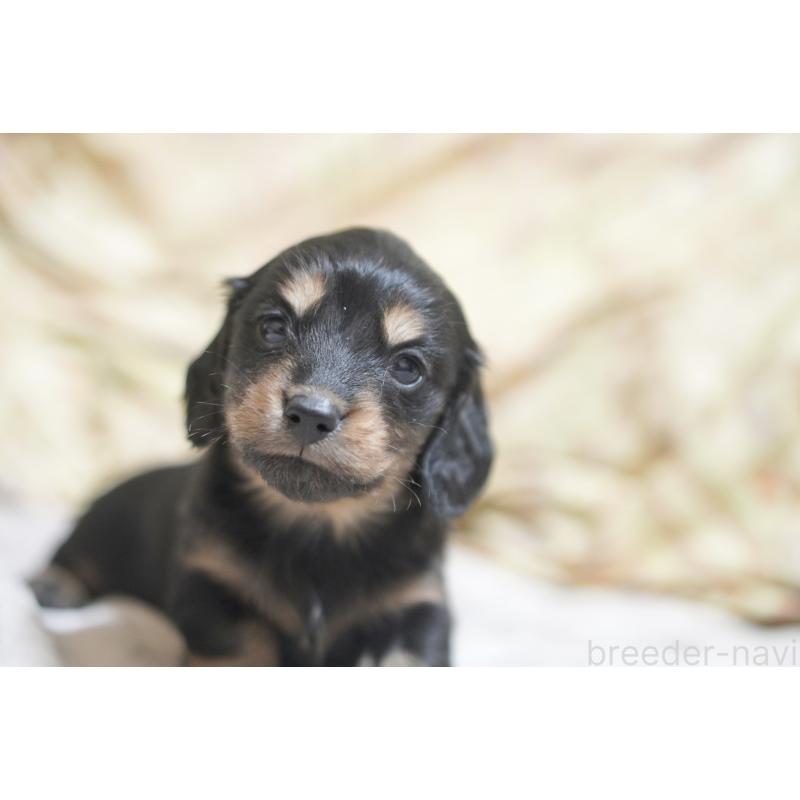 成約済の滋賀県のカニンヘンダックスフンド(ロングヘアード)-446360の2枚目