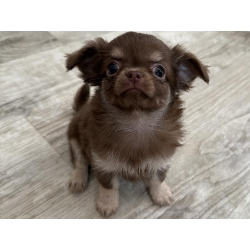 成約済の京都府のチワワ(ロングコート)-447367の3枚目