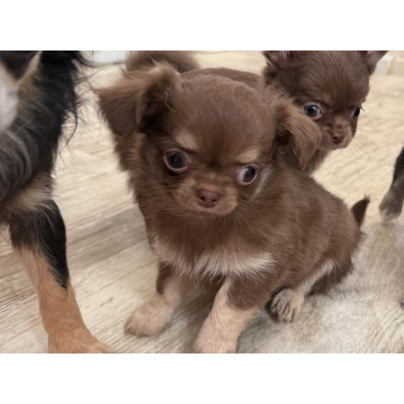 成約済の京都府のチワワ(ロングコート)-447367の2枚目