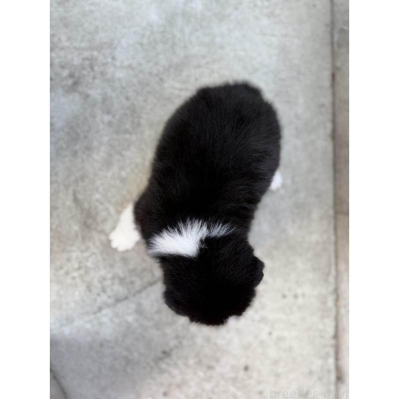 販売中の山梨県のオゥスキー:オーストラリアンシェパード×ハスキー-441730の6枚目