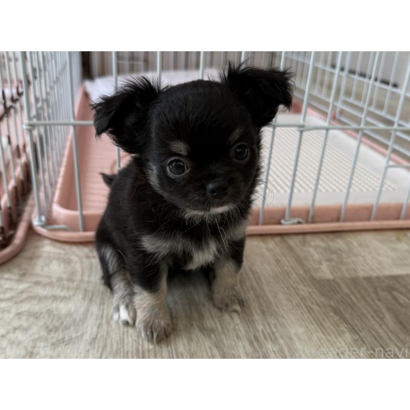 成約済の京都府のチワワ(ロングコート)-447360の3枚目