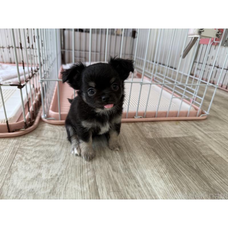 成約済の京都府のチワワ(ロングコート)-447360の2枚目