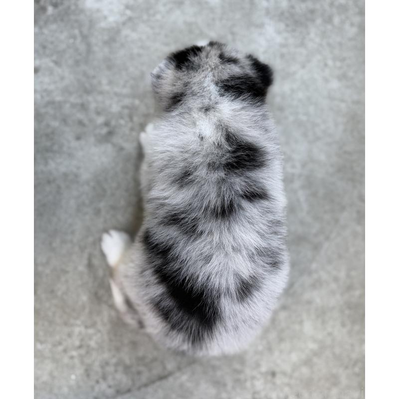 販売中の山梨県のオゥスキー:オーストラリアンシェパード×ハスキー-441735の8枚目