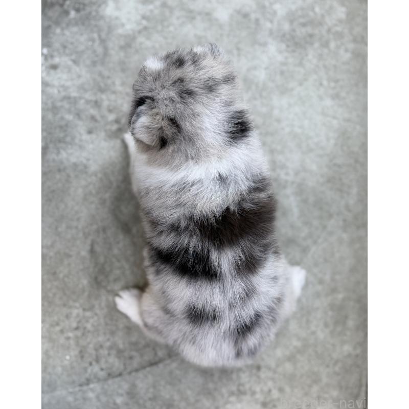 販売中の山梨県のオゥスキー:オーストラリアンシェパード×ハスキー-441736の9枚目