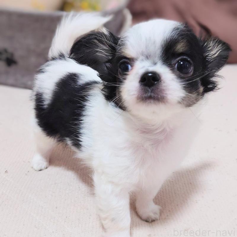 大阪府でチワワ(ロングコート)の子犬を探す｜ブリーダーナビ