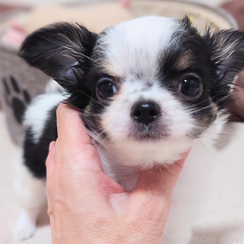 成約済の大阪府のチワワ(ロングコート)-436688の2枚目