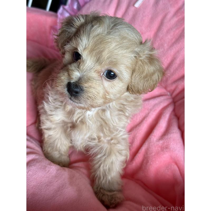 販売中の茨城県のマルプー:マルチーズ×トイプードル-446160の5枚目