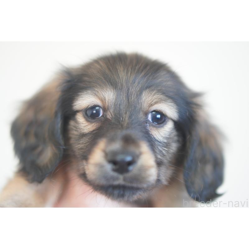 販売中の滋賀県のカニンヘンダックスフンド(ロングヘアード)-441981の5枚目