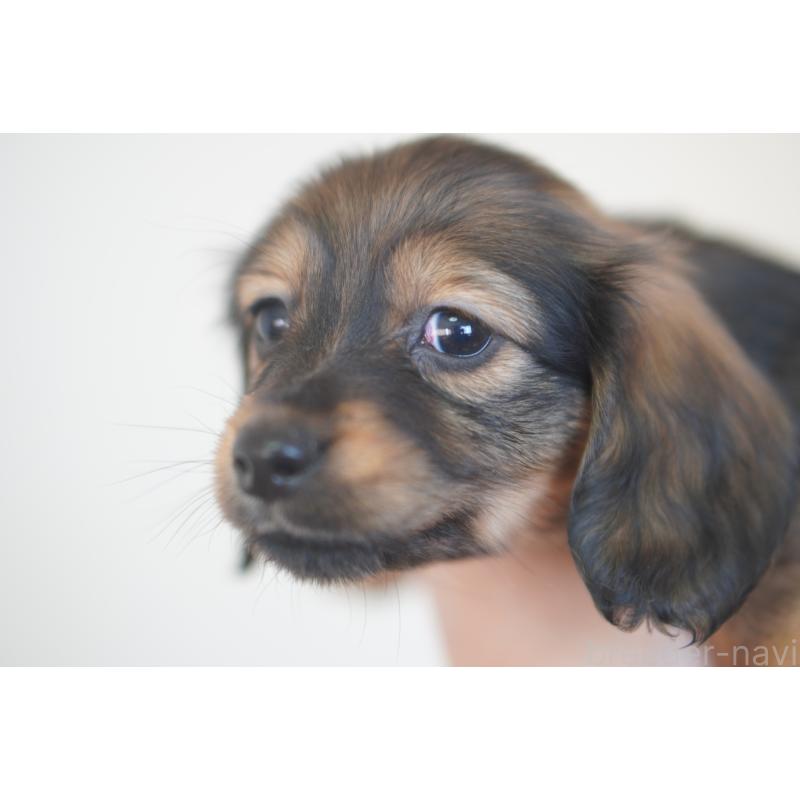 販売中の滋賀県のカニンヘンダックスフンド(ロングヘアード)-441981の4枚目