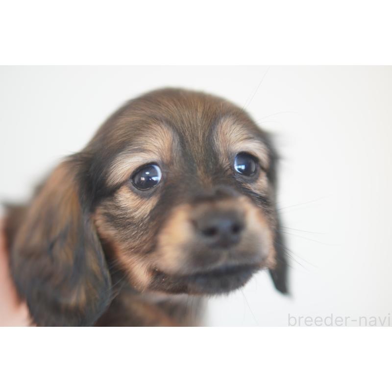 販売中の滋賀県のカニンヘンダックスフンド(ロングヘアード)-441978の5枚目