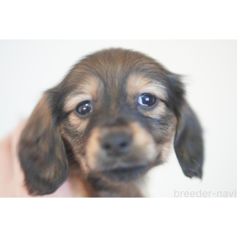 販売中の滋賀県のカニンヘンダックスフンド(ロングヘアード)-441978の4枚目