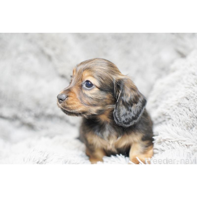 販売中の滋賀県のミニチュアダックスフンド(ロングヘアード)-431820の15枚目