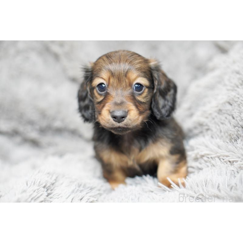 販売中の滋賀県のミニチュアダックスフンド(ロングヘアード)-431820の14枚目