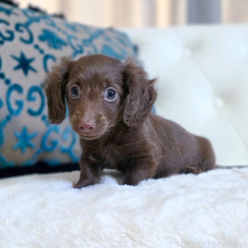 販売中の東京都のカニンヘンダックスフンド(ロングヘアード)-447492の3枚目