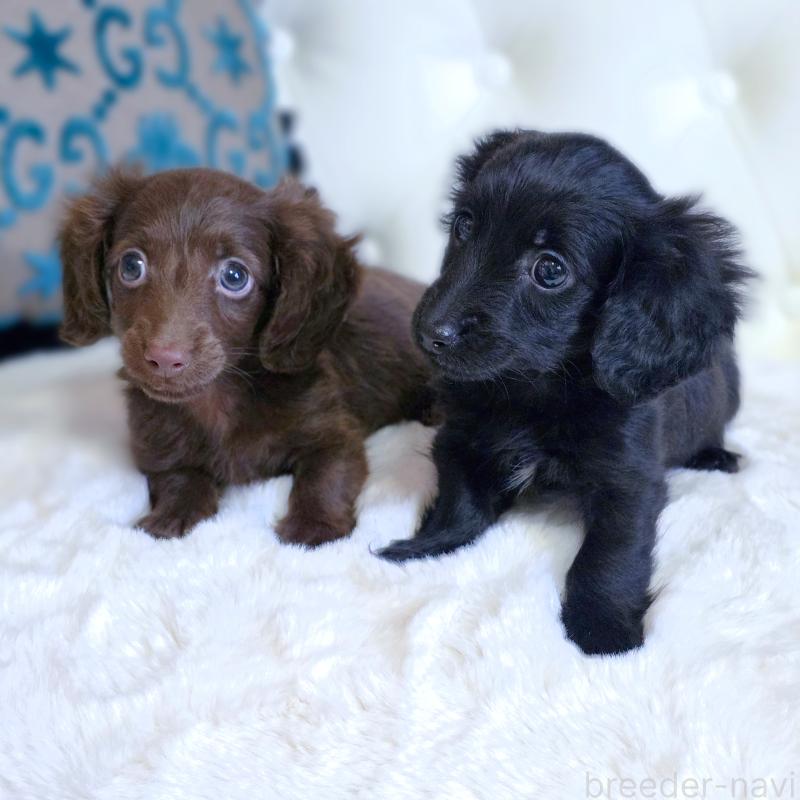 販売中の東京都のカニンヘンダックスフンド(ロングヘアード)-447492の2枚目