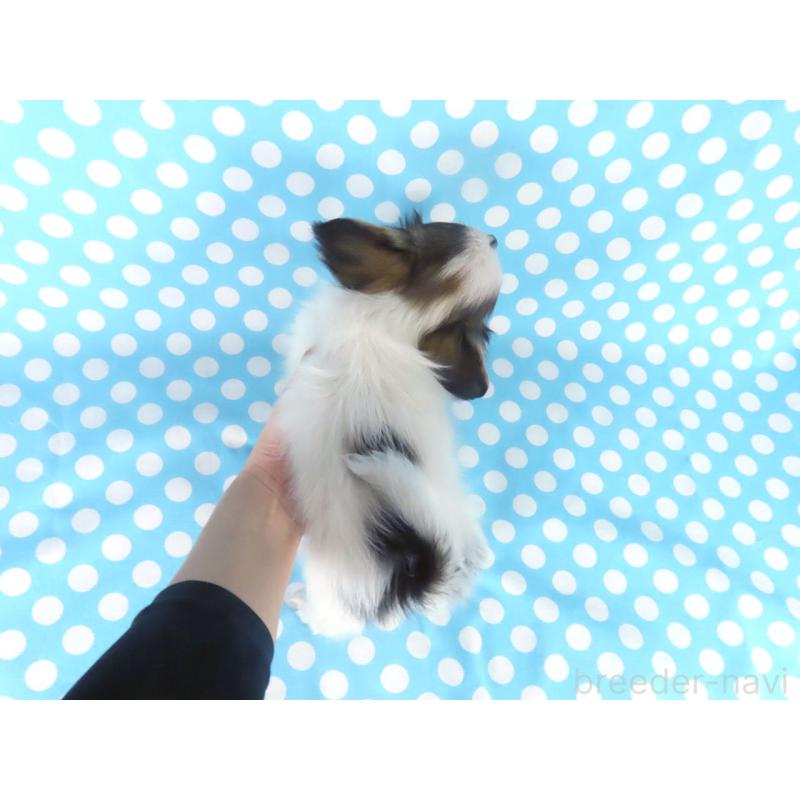 成約済の千葉県のパピヨン-438383の5枚目