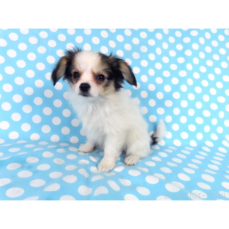 成約済の千葉県のパピヨン-438383の3枚目