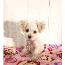 ♀︎マルプー:マルチーズ×トイプードル