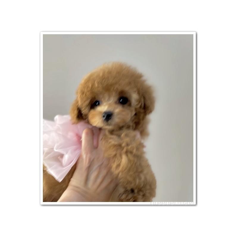 成約済の岩手県のティーカッププードル-446727の4枚目