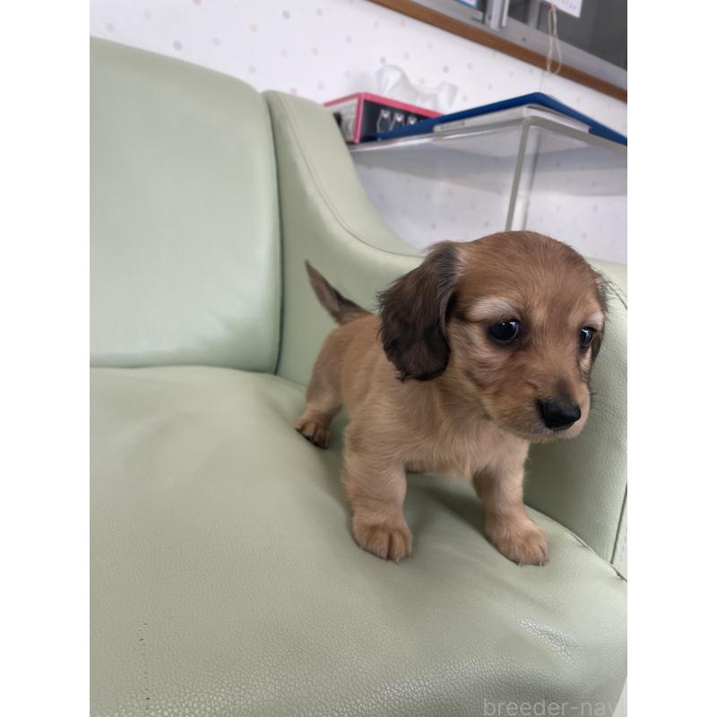 販売中の福岡県のカニンヘンダックスフンド(ロングヘアード)-445184の4枚目