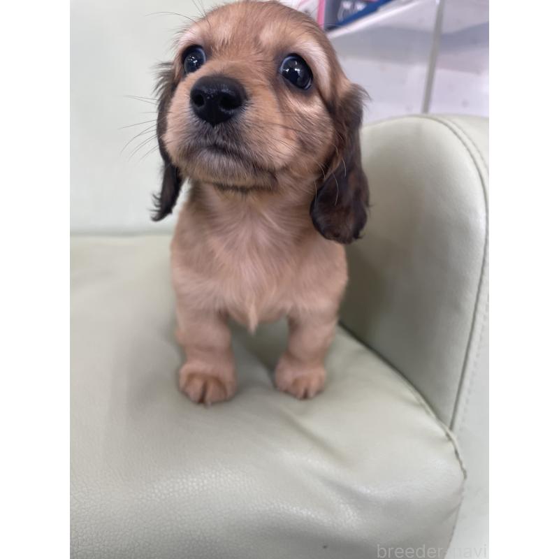 販売中の福岡県のカニンヘンダックスフンド(ロングヘアード)-445184の3枚目