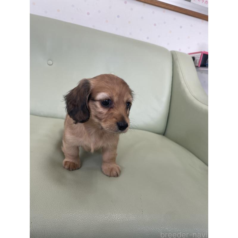 販売中の福岡県のカニンヘンダックスフンド(ロングヘアード)-445184の2枚目